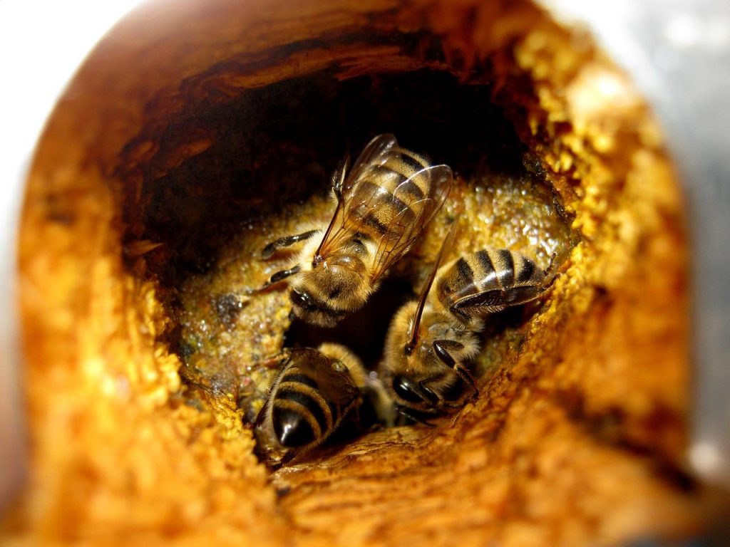Propolis harsachtige substantie verzameld door bijen voor gezondheid en welzijn